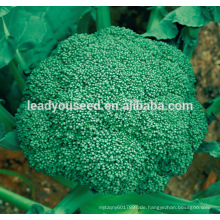 ABR011 Lvjian 60 Tage Hybrid Gemüsesamen von Broccoli Samen